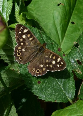 Speckled Wood -  Langley Hall 26.07.2023