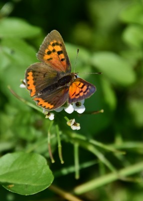 Small Copper - Langley Hall 29.07.2022