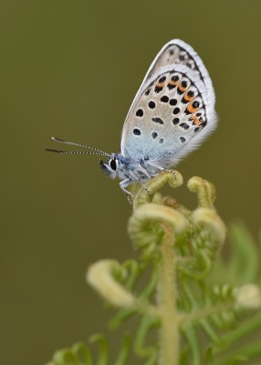 Silver-studded Blue - Chapel Common 06.06.2022