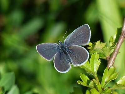 Small Blue - Bishops Hill 14.05.2017