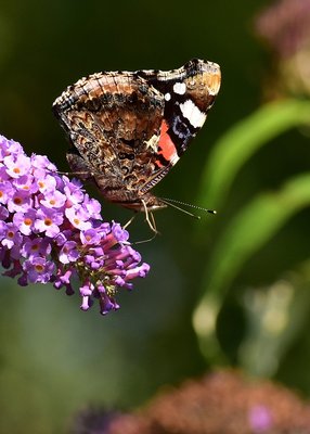 Red Admiral - Castle Hills 26.08.2019