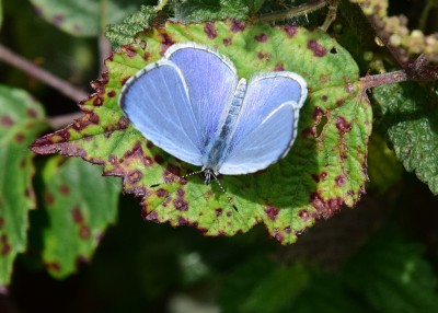 Holly Blue - Pagham Harbour 28.08.2023