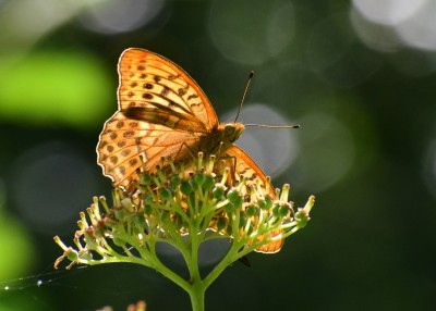 Silver-washed Fritillary male - Snitterfield Bushes 22.06.2020