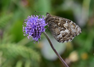 Grayling - Enys Head 07.08.2024