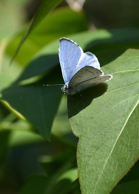 Holly Blue male - Coverdale 19.04.2019