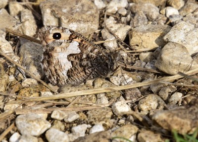 Grayling - Durdle Door 04.09.2024