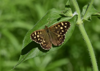 Speckled Wood - Blythe Valley 02.06.2022