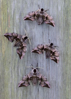 Eyed Hawk-moths Coverdale 04.06.2023