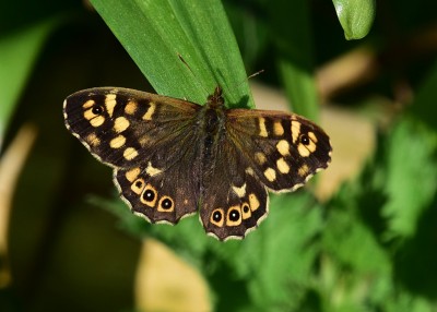Speckled Wood male - 23.04.2022
