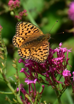 Dark Green Fritillary male - Upton Towans 07.08.2019