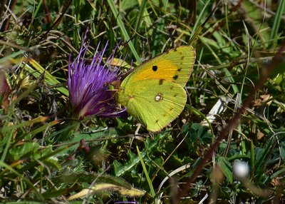 Clouded Yellow - Fontmell Down 01.09.2019