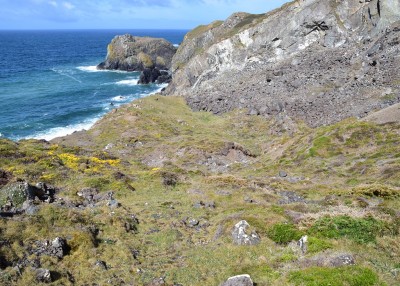 Undercliff to the south of Kynance Cove 18.05.2021