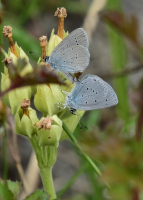 Small Blue pair - Bishops Hill 23.05.2023