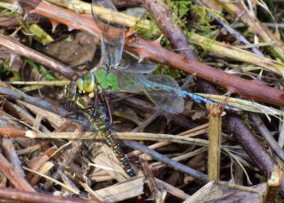 Emperor Dragonfly with Migrant Hawker prey - Grafton Wood 20.08.2020