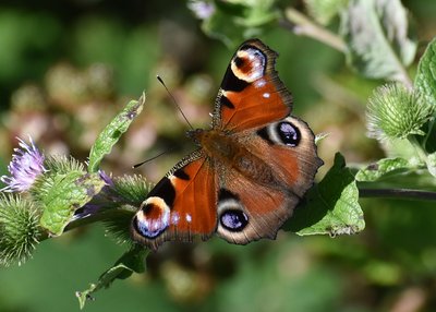 Peacock - Aston Rowant 29.07.2019