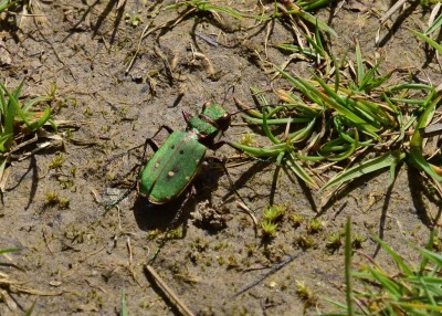 Green Tiger Beetles - Stansted Forest 11.05.2023