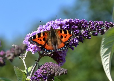 Small Tortoiseshell - Castle Hills Solihull 26.08.2019