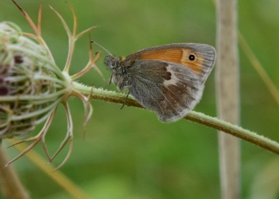 Small Heath - Ballard Dawn 03.09.2024