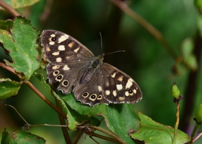 Speckled Wood female - Coverdale 26.08.2024