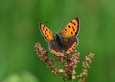 Small Copper - Blythe Valley 01.06.2019
