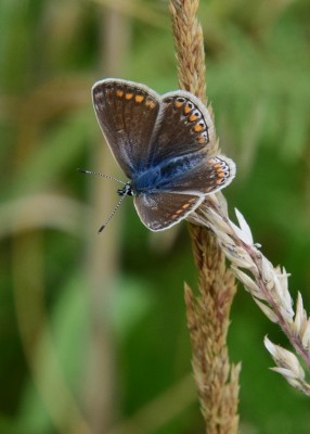 Common Blue female - Enys Head 05.08.2024