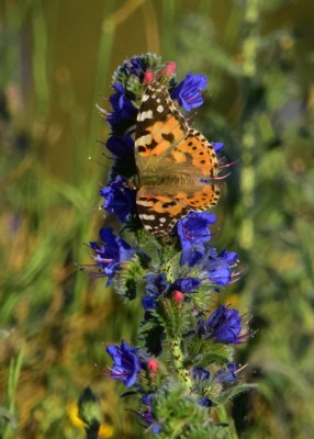 Painted Lady - Durdle Door 13.06.2021