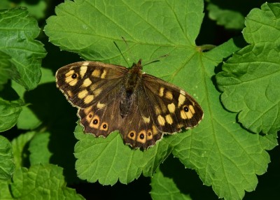 Speckled Wood female - 23.04.2022