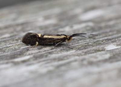 Esperia sulphurella - Coverdale 05.06.2019