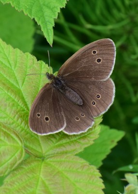 Ringlet - Blythe Valley 10.07.2020