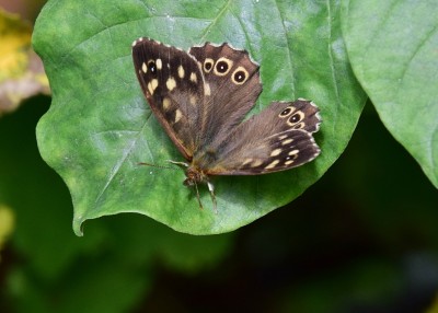 Speckled Wood male - Coverdale 23.07.2024