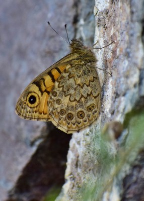 Wall Brown female - Path from Lizard Village 03.08.2020