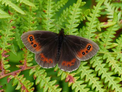 Scotch Argus male - Arnside Knott 31.07.017