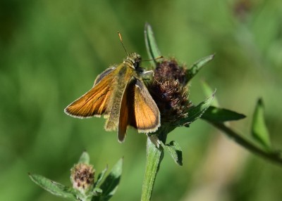 Small Skipper male - Blythe Valley 18.07.2024