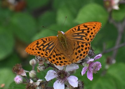 Silver-washed Fritillary - Oversley Wood 07.07.2019