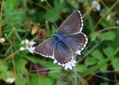 Adonis blue female - OWH 02.09.2021