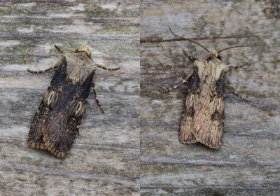 Shuttle-shaped Darts female(L) and male (R) - Coverdale 05.10.2020