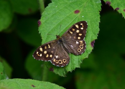 Speckled Wood male - Langley Hall 10.06.2022