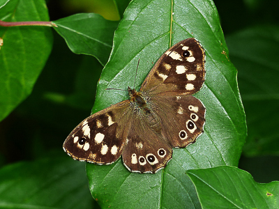 Speckled Wood female - Coverdale 31.07.2016