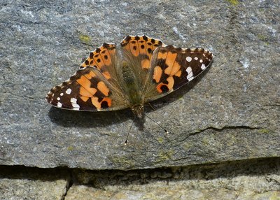 Painted Lady basking on wall by the buddleia - Durlston 03.09.2019