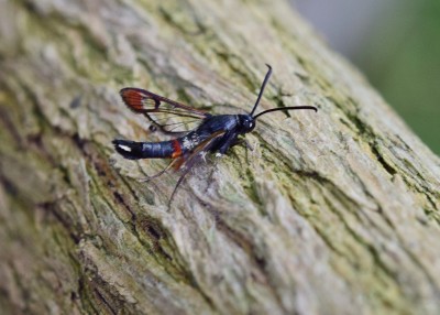 Red-tipped Clearwing - Coverdale 02.06.2024