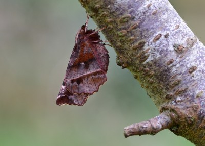 Early Thorn - Reared, Coverdale 05.04.2022