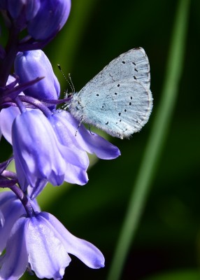 Holly Blue -  Coverdale 25.04.2022