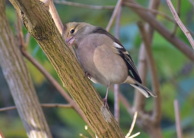 Chaffinch female - Coverdale 26.10.2020