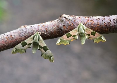 Lime Hawk-moths - Coverdale 19.06.2023
