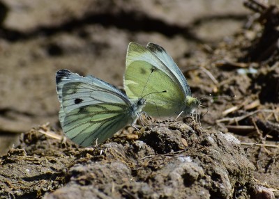 Green-veined and Small Whites - Castle Hills 12.07.2020