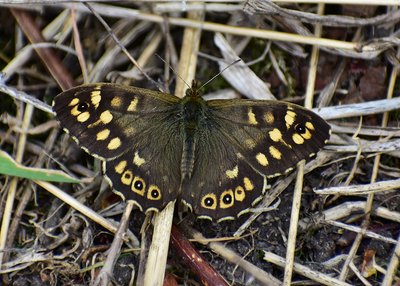 Speckled Wood male - Coverdale 22.04.2019