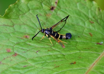 Yellow-legged Clearwing - Coverdale 08.07.2022