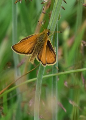 Essex Skipper - Wagon Lane 13.07.2024