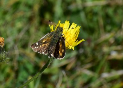 Silver-spotted Skipper - Fontmell Down 01.09.2019