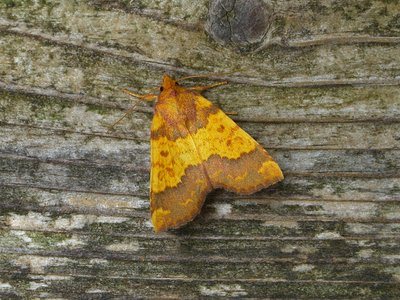 Barred Sallow 03.10.2018. I usually get small numbers of this attractive autumn species.